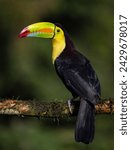 keel-billed Toucan in Costa Rica 