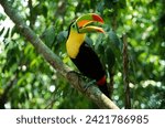 Keel-billed toucan, Manuel Antonio Park, Costa Rica.