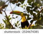 Keel-billed toucan perched among foliage in Cano Negro Wildlife Refuge, Costa Rica.