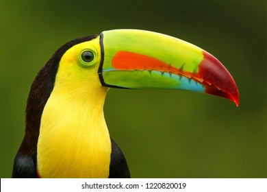 Keel-billed Toucan portrait from Costa Rica - Shutterstock ID 1220820019