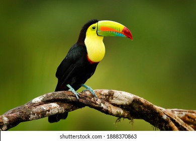 Keel-billed Toucan, Ramphastos sulfuratus, bird with big bill sitting on branch in the forest, Costa Rica. Nature travel in central America. Beautiful bird in nature habitat.