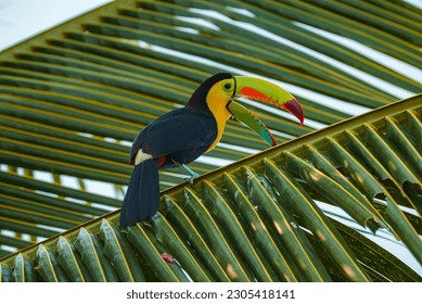 Keel-billed Toucan, Ramphastos sulfuratus, bird with big bill. Toucan sitting on the branch in the forest, green vegetation, Costa Rica. Nature travel in central America. - Shutterstock ID 2305418141