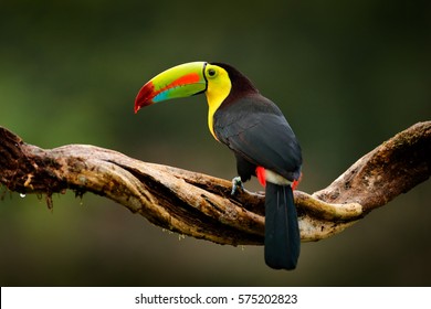Keel-billed Toucan, Ramphastos sulfuratus, bird with big bill sitting on branch in the forest, Guatemala. Nature travel in central America. Beautiful bird in nature habitat.