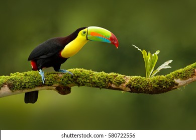 Keel-billed Toucan, Ramphastos sulfuratus, bird with big bill, sitting on the branch in the forest, Boca Tapada, green vegetation, Costa Rica. Nature travel in central America.
