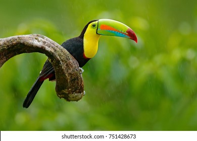 Toucan High Res Stock Images Shutterstock