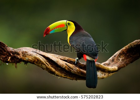Keel-billed Toucan, Ramphastos sulfuratus, bird with big bill sitting on branch in the forest, Guatemala. Nature travel in central America. Beautiful bird in nature habitat.