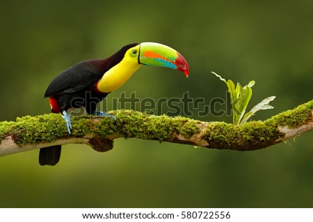 Keel-billed Toucan, Ramphastos sulfuratus, bird with big bill, sitting on the branch in the forest, Boca Tapada, green vegetation, Costa Rica. Nature travel in central America.