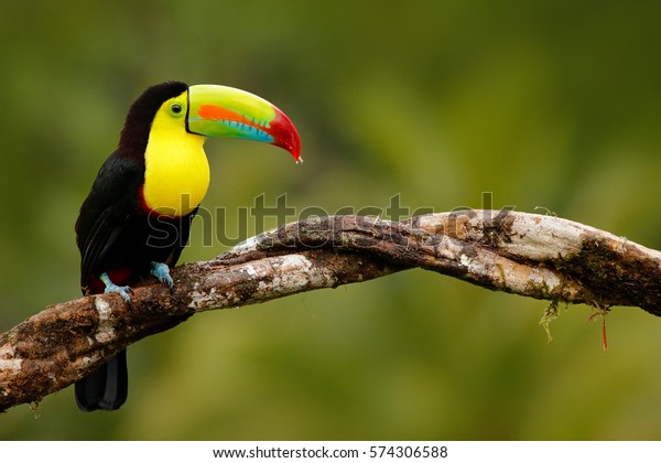 Photo De Stock De Toucan à Bec Rouge Ramphastos Sulfuratus