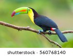 Keel-Billed Toucan (Ramphastos sulfuratus), Costa Rica
