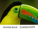 Keel-billed Toucan (Ramphastos sulfuratus) head shot showing the colourful beak, Colombia
