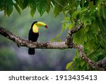 Keel-billed Toucan - Ramphastos sulfuratus  also known as sulfur-breasted toucan or rainbow-billed toucan, Latin American colourful bird, national bird of Belize, In the rainy dark in the evening.