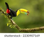 Keel-billed toucan (Ramphastos sulfuratus), also known as sulfur-breasted toucan or rainbow-billed toucan, is a colorful Latin American member of the toucan family. 