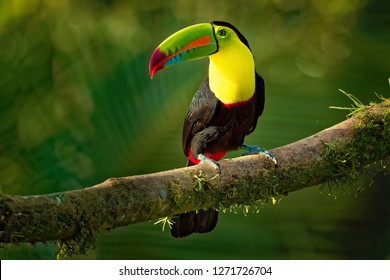 Keel-billed Toucan - Ramphastos sulfuratus  also known as sulfur-breasted toucan or rainbow-billed toucan, Latin American member of the toucan family, national bird of Belize. - Shutterstock ID 1271726704