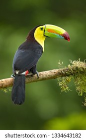 Keel-billed toucan (Ramphastos sulfuratus), also known as sulfur-breasted toucan or rainbow-billed toucan, is a colorful Latin American member of the toucan family. It is the national bird of Belize