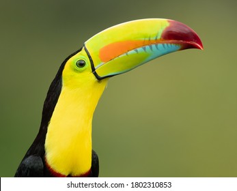 Sulfur Breasted Toucan Images Stock Photos Vectors Shutterstock Sulfur Breasted Toucan Images Stock Photos Vectors Shutterstock