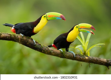 Keel-billed toucan (Ramphastos sulfuratus), also known as sulfur-breasted toucan or rainbow-billed toucan, is a colorful Latin American member of the toucan family. - Shutterstock ID 1802310931