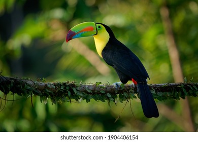 Keel-billed Toucan - Ramphastos sulfuratus  also known as sulfur-breasted toucan or rainbow-billed toucan, Latin American colourful bird, national bird of Belize.