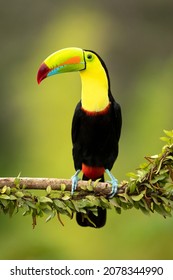 The keel-billed toucan (Ramphastos sulfuratus), also known as sulfur-breasted toucan or rainbow-billed toucan, is a colorful Latin American member of the toucan family.
