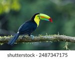 Keel-billed Toucan (ramphastos sulfuratus) in the wild - stock photo