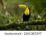 Keel-billed toucan (Ramphastos sulfuratus), wildlife photography, Costa Rica