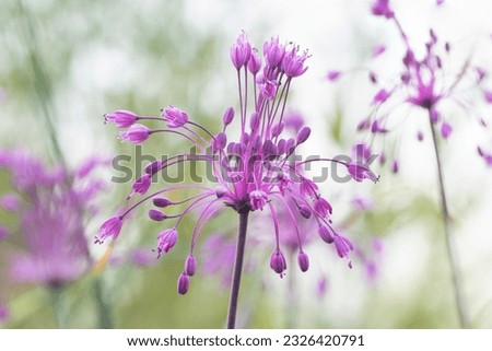Keeled garlic or witch's garlic (Allium carinatum subsp. pulchellum)