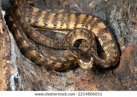 Keeled slug snake on a tree stomp