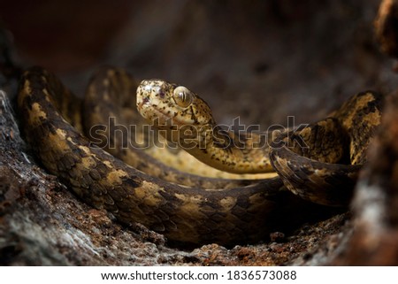 Keeled Slug Snake 