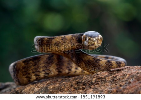 Keeled Slug Snake 