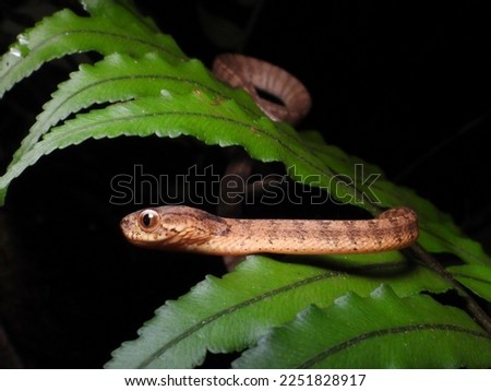 Keeled Slug Snake (Pareas carinatus)

A small, non-venomous snake that eats snails.
