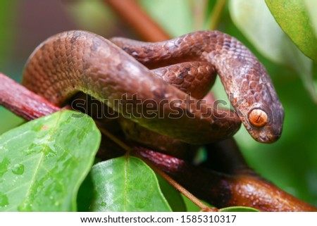 The keeled slug-eating snake, Pareas carinatus, is a species of snake in the family Pareidae . It is relatively widespread in Southeast Asia