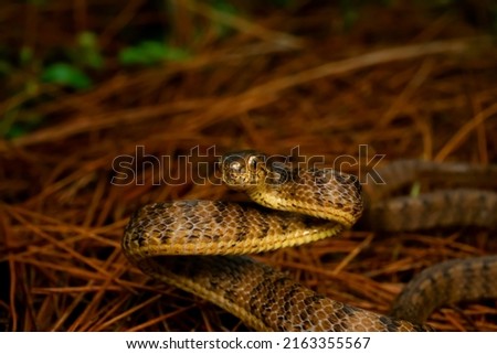 The keeled slug-eating snake, Pareas carinatus, is a species of snake in the family Pareidae . It is relatively widespread in Southeast Asia.