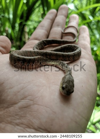 Keeled slug-snake or Keeled slug-eating snake (Snail snake) is a small snake with a slender body, tends to be thin.  Total body length up to about 60 cm.  The color is dull brown, light brown or sligh