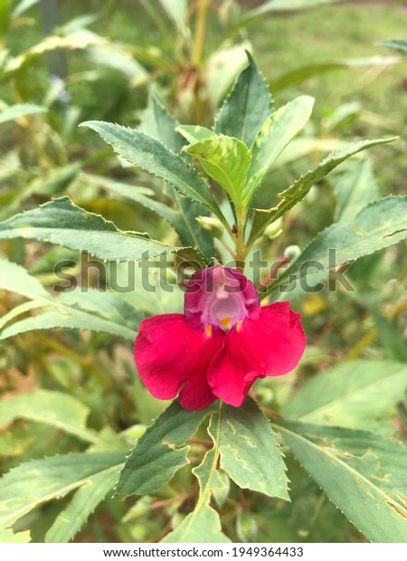 Keembong Most Malaysian Favourite Flower Attract Stock Photo 1949364433 ...