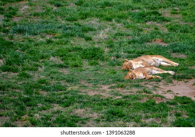 Keenesburg, Colorado / USA - 28  April 2019: The Wild Animal Sanctuary
Lion Taking A Nap At The Wild Animal Sanctuary.