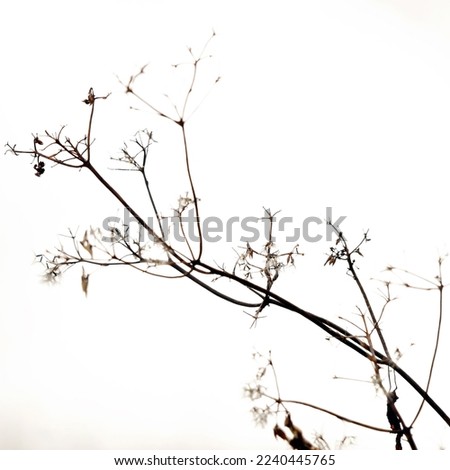 Similar – Image, Stock Photo nature Nature Plant Garden