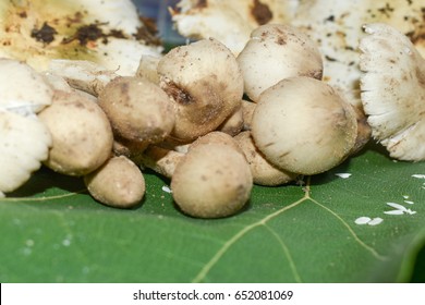 Keep the mushrooms to cook