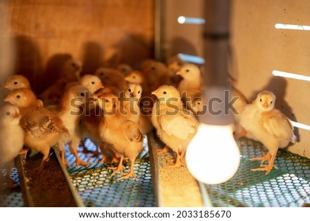 Keeping chicks warm by poultry heat lamp. Little newborn chicks in a farm