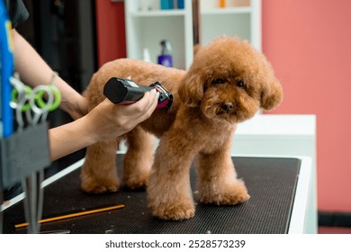 Keeping dog hair from tangling by trimming extra fur. Professional grooming service for little dogs. Groomer is clipping hair of maltipoo to make coat of dog easy to clean. - Powered by Shutterstock