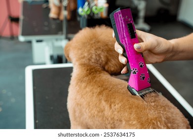 Keeping dog hair from tangling by trimming extra fur. Professional grooming service for little dogs. Groomer is clipping hair of maltipoo to make coat of dog easy to clean. - Powered by Shutterstock