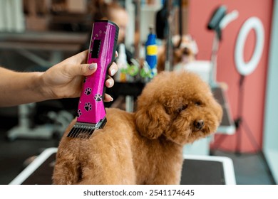 Keeping dog hair from tangling by trimming extra fur. Professional grooming service for little dogs. Groomer is clipping hair of maltipoo to make coat of dog easy to clean. - Powered by Shutterstock