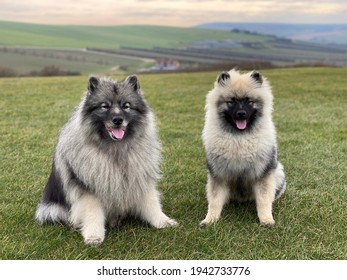 Keeshond cute and furry adult dog and gorgeous puppy with rolling landscape of the Rathfinny Vineyard behind