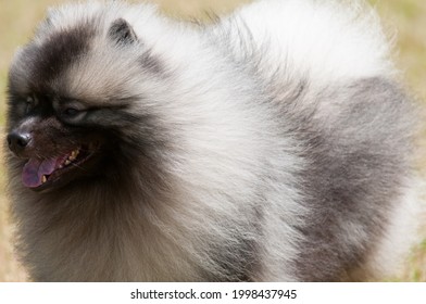 Keeshond Dog Close Up Photo