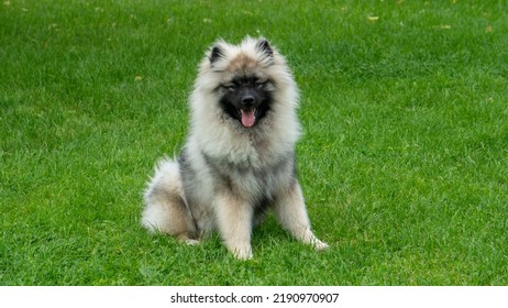 Keeshond Dog Fun Time In Summer