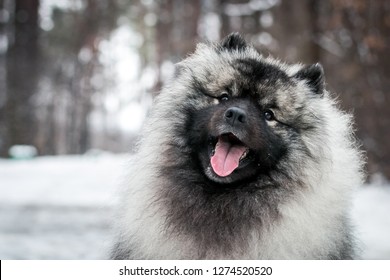 how much is a keeshond puppy