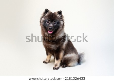 Keeshond puppy with white spectacles and intelligent expression. Studio setting on a plain backdrop. Medium size gray dog.