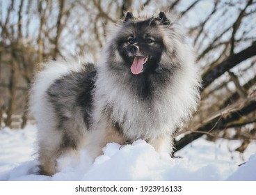 what breeds make a keeshond