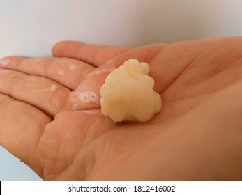 Kefir Grains In The Palm