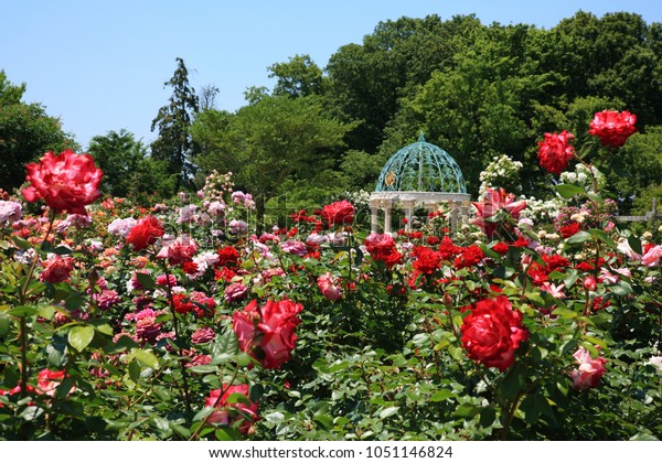 Keisei Rose Garden Yachiyo City Chiba Stock Photo 1051146824 