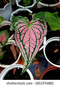 Keladi Is A Group Of Plants From The Genus Caladium (taro Tribe, Araceae). The Origin Of This Plant Is From The Brazilian Forests But Now It Is Spread Throughout The World. 