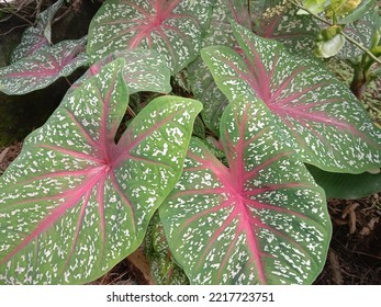 Keladi Hias In Indonesia Or Caladium Bicolor.